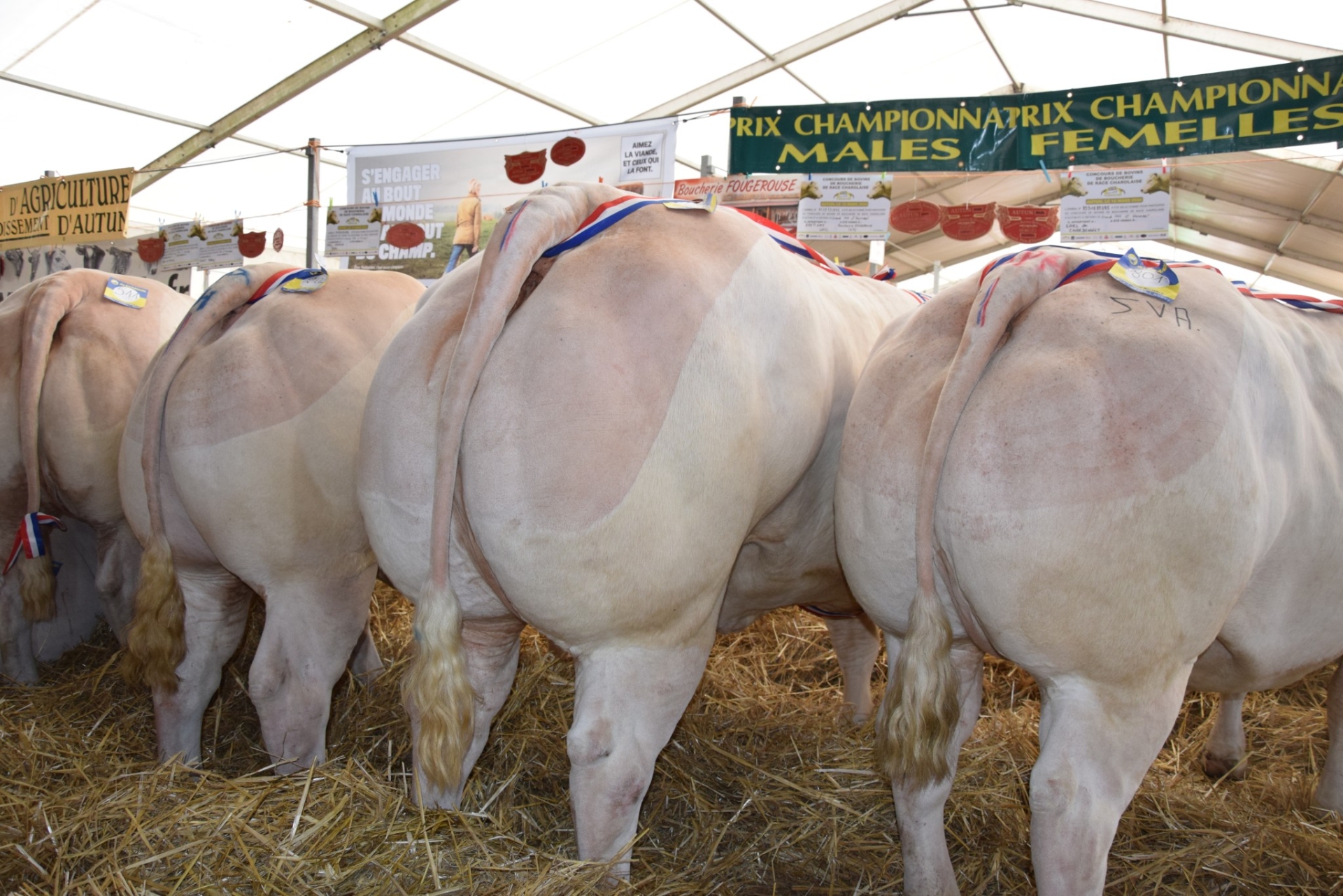 Concours d’animaux de boucherie d’Autun : un cinquantenaire toujours jeune !