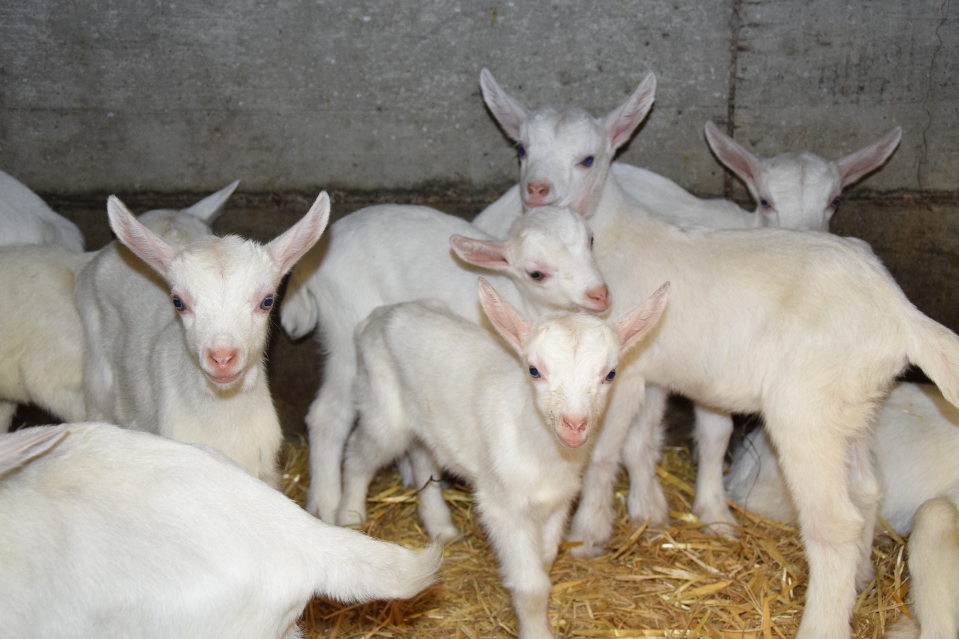 Un plan pour développer l’engraissement de chevreaux fermiers