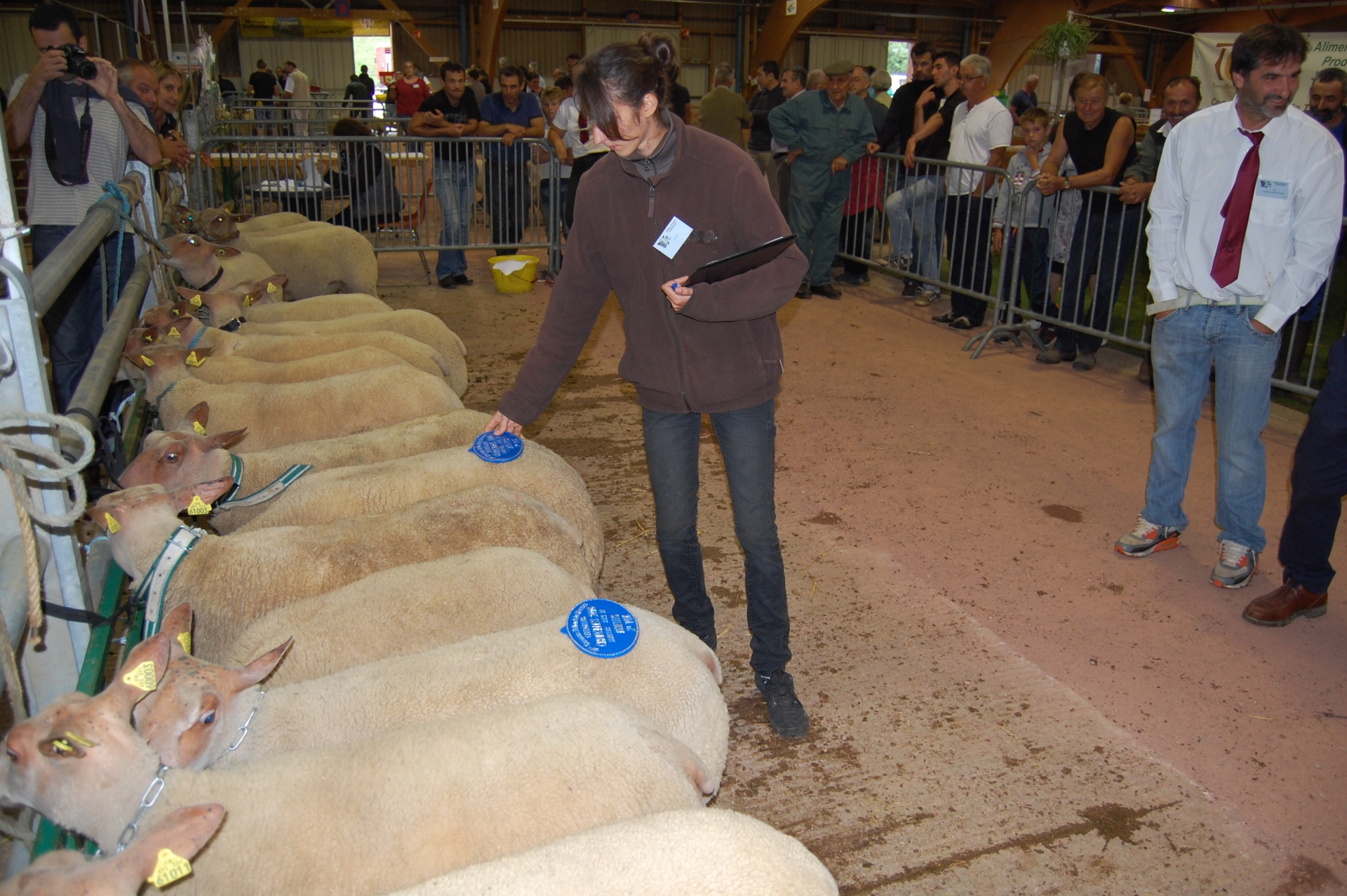 Le Mouton charollais prépare son concours et sa vente nationaux du 4 août