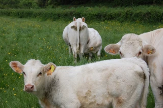 Les prix des broutards proches des coûts de production