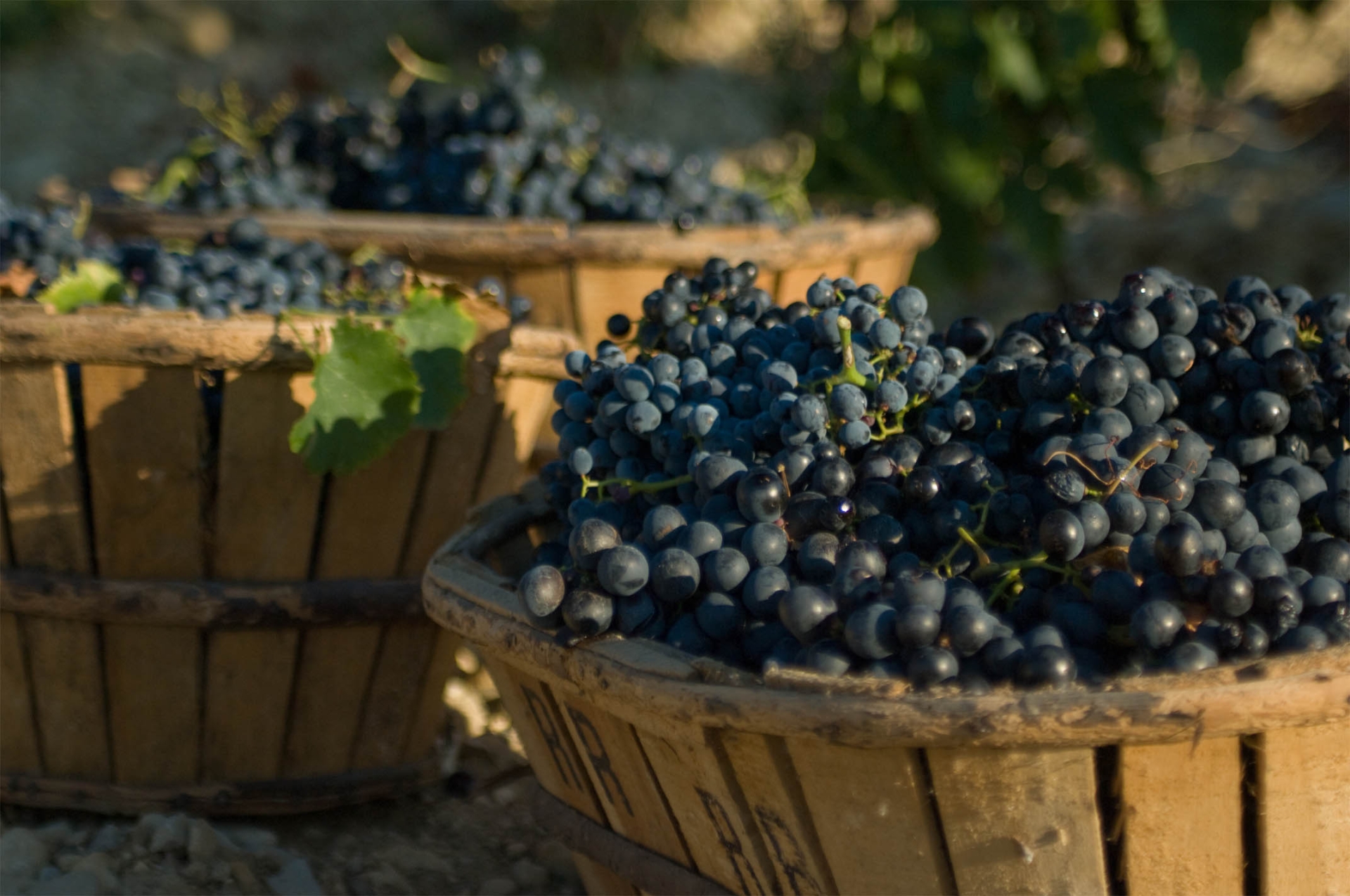 L'achat de vendanges possible