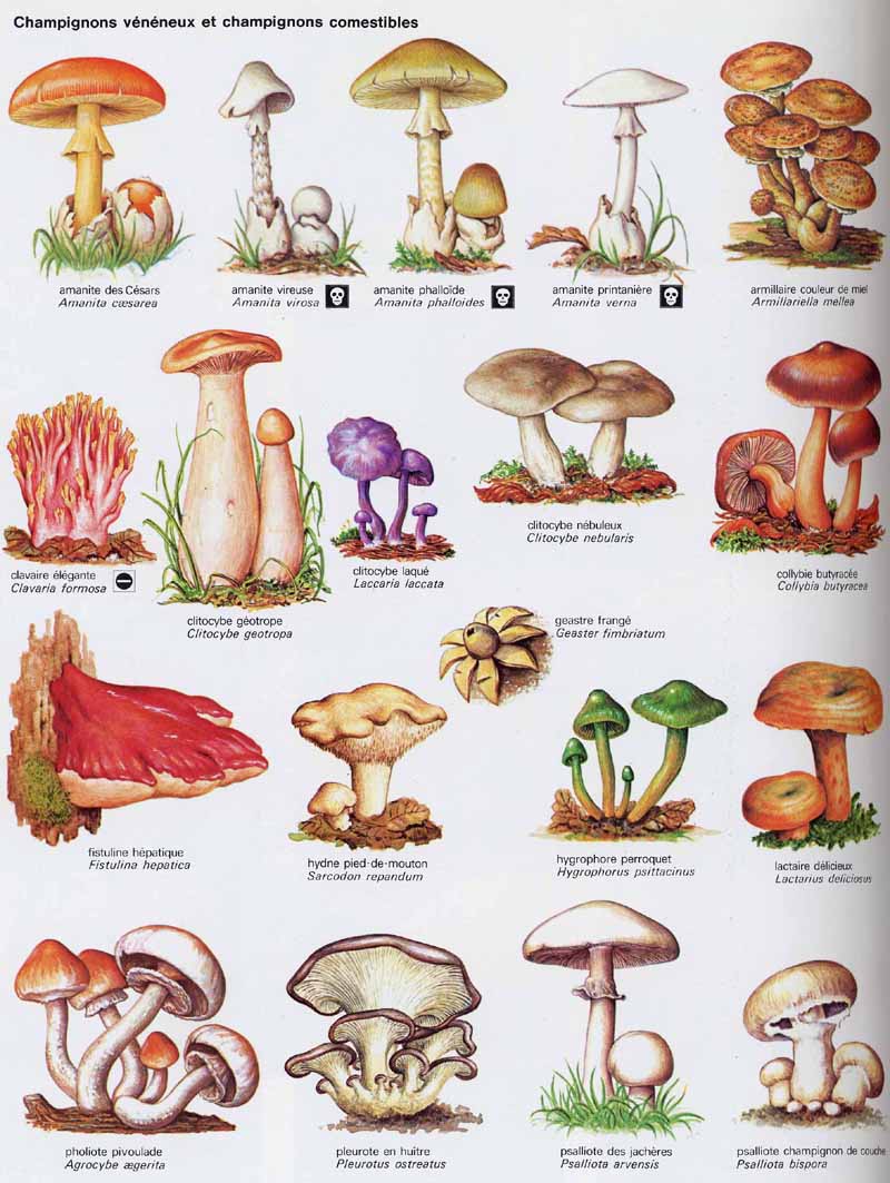 Informations sur les champignons et projets de recherche