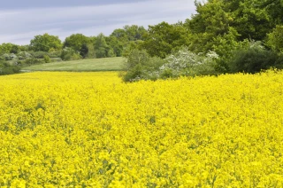 EXCLU WEB / Le colza dans un environnement porteur