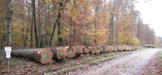 La forêt face au changement climatique