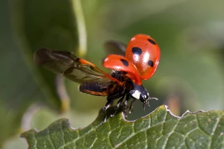 Biocontrôle et biostimulants : deux crises