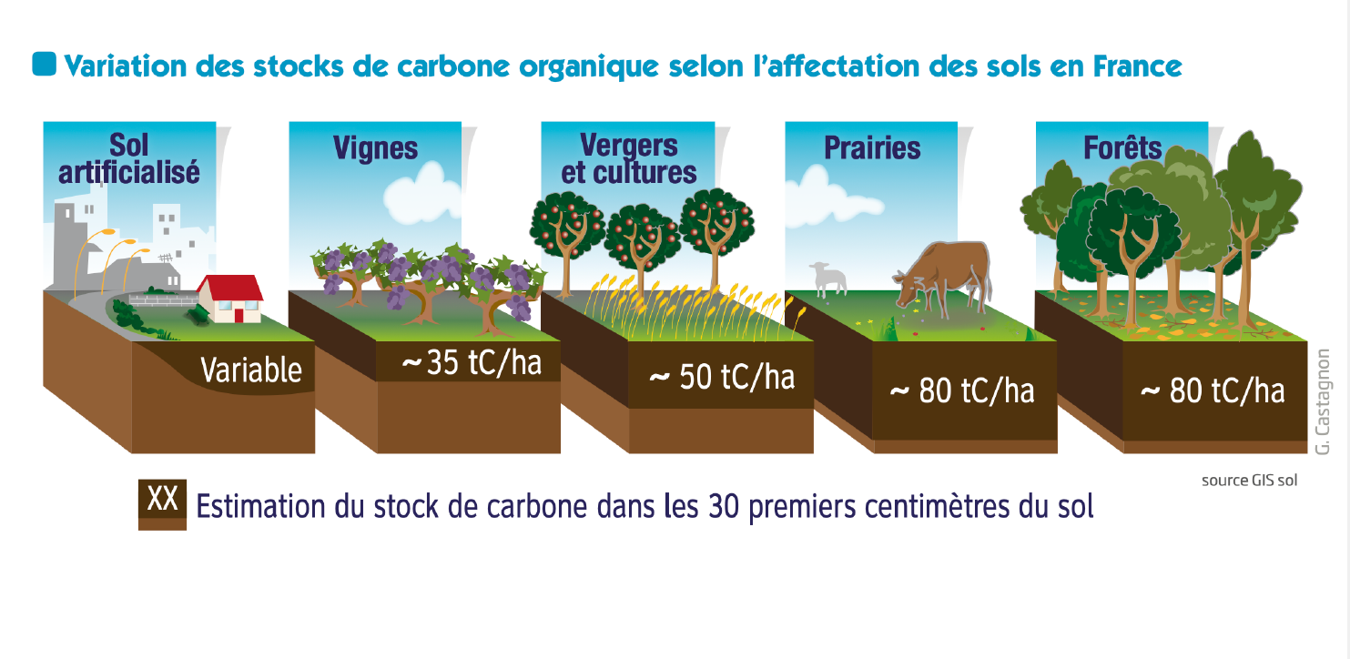 Les sols sont des puits de carbone à stimuler