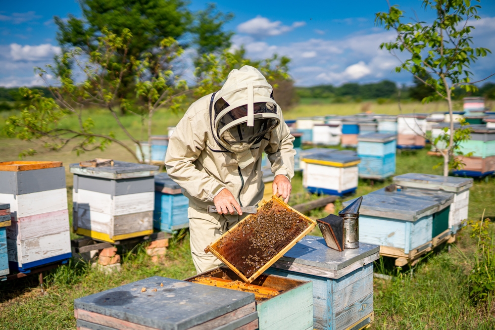 L’apiculture française à la loupe