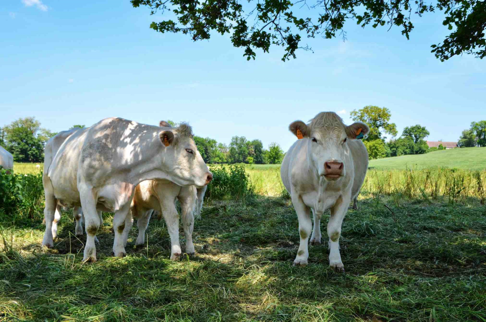 La baisse de la production accroît importations et déficits