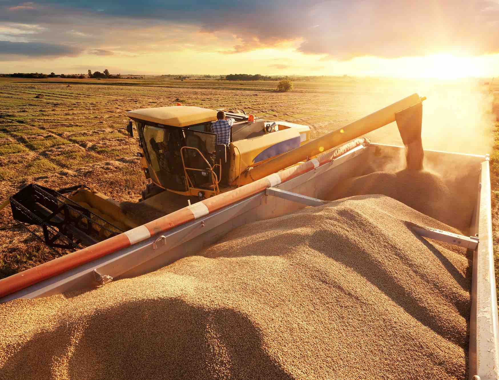 La filière céréalière française en difficulté