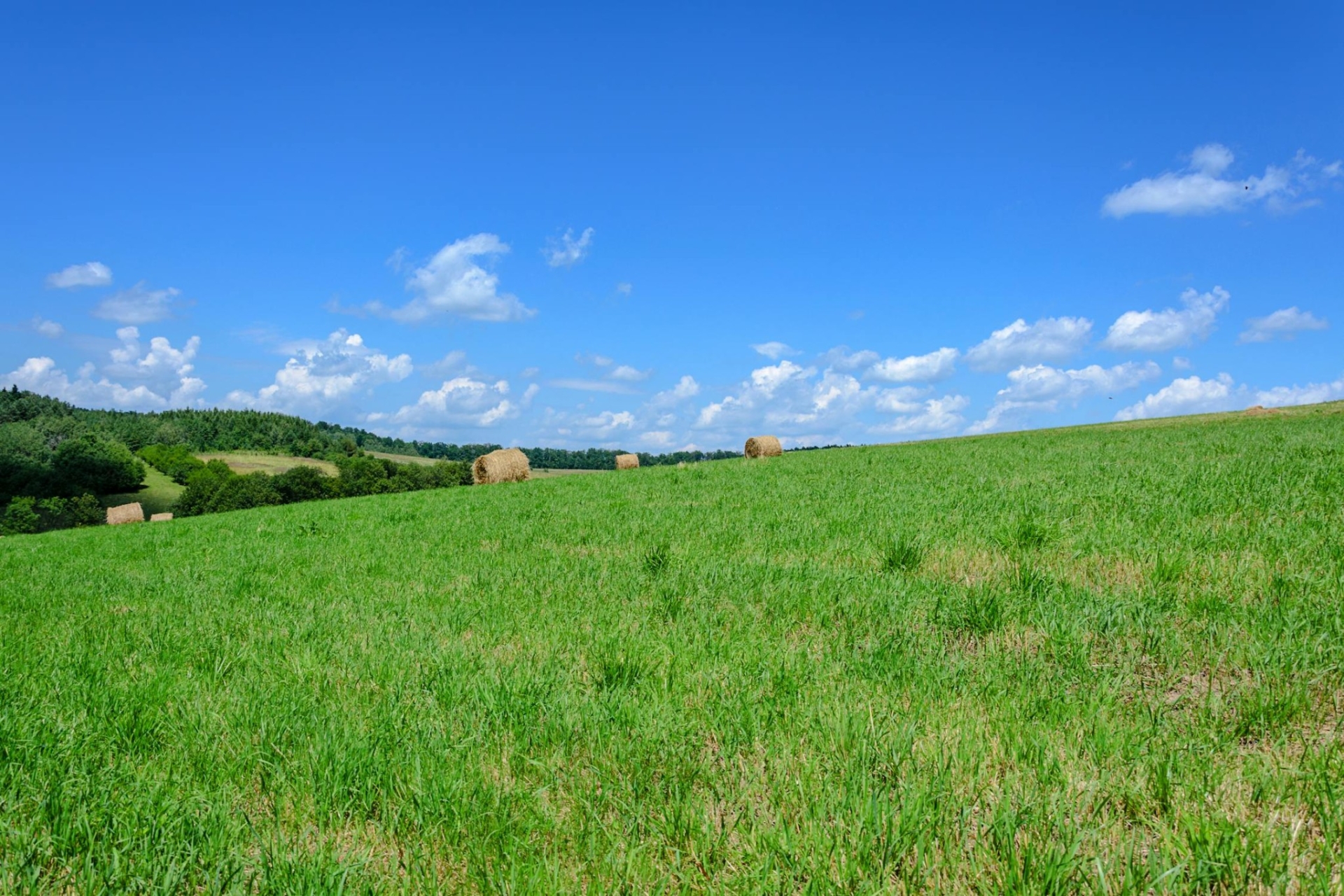 La pousse d’herbe reste très excédentaire