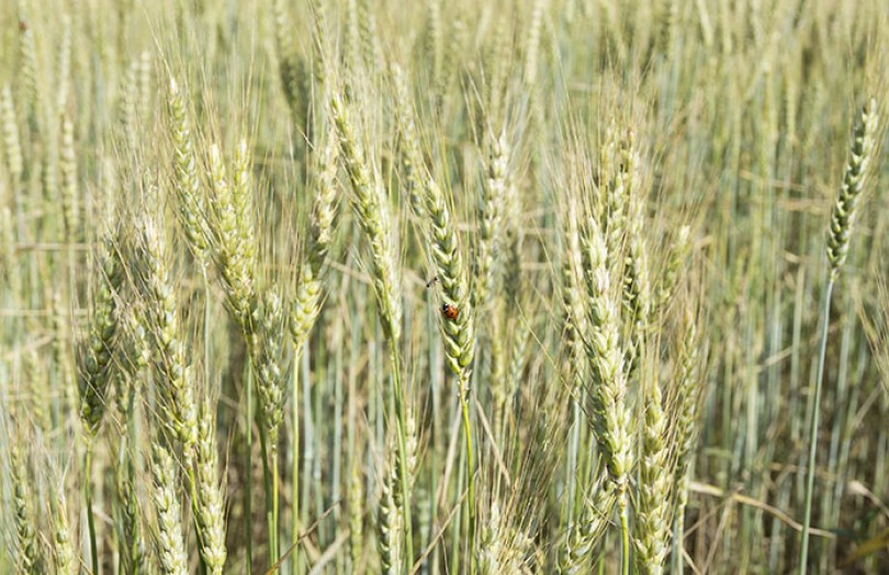 La collecte de blé bio réduite de moitié