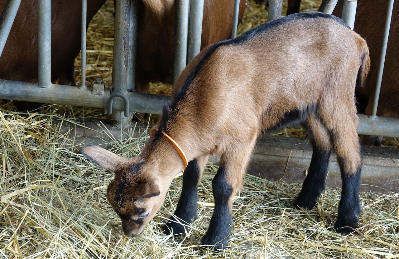 La filière chevreau en mal d’engraisseurs 