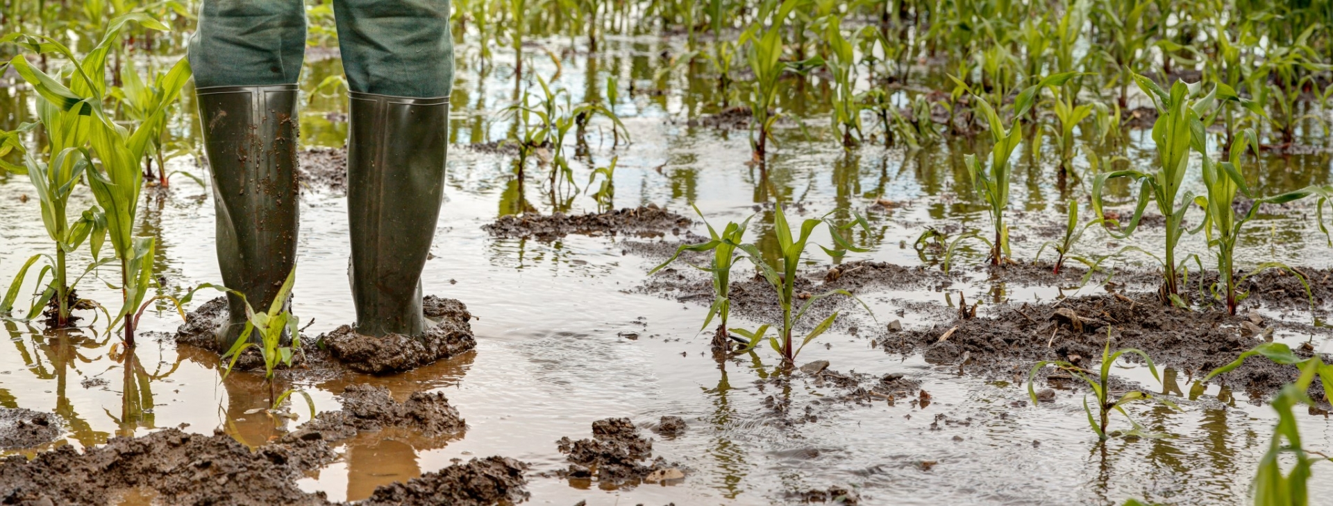 Groupama : « Les aléas climatiques deviennent la norme »