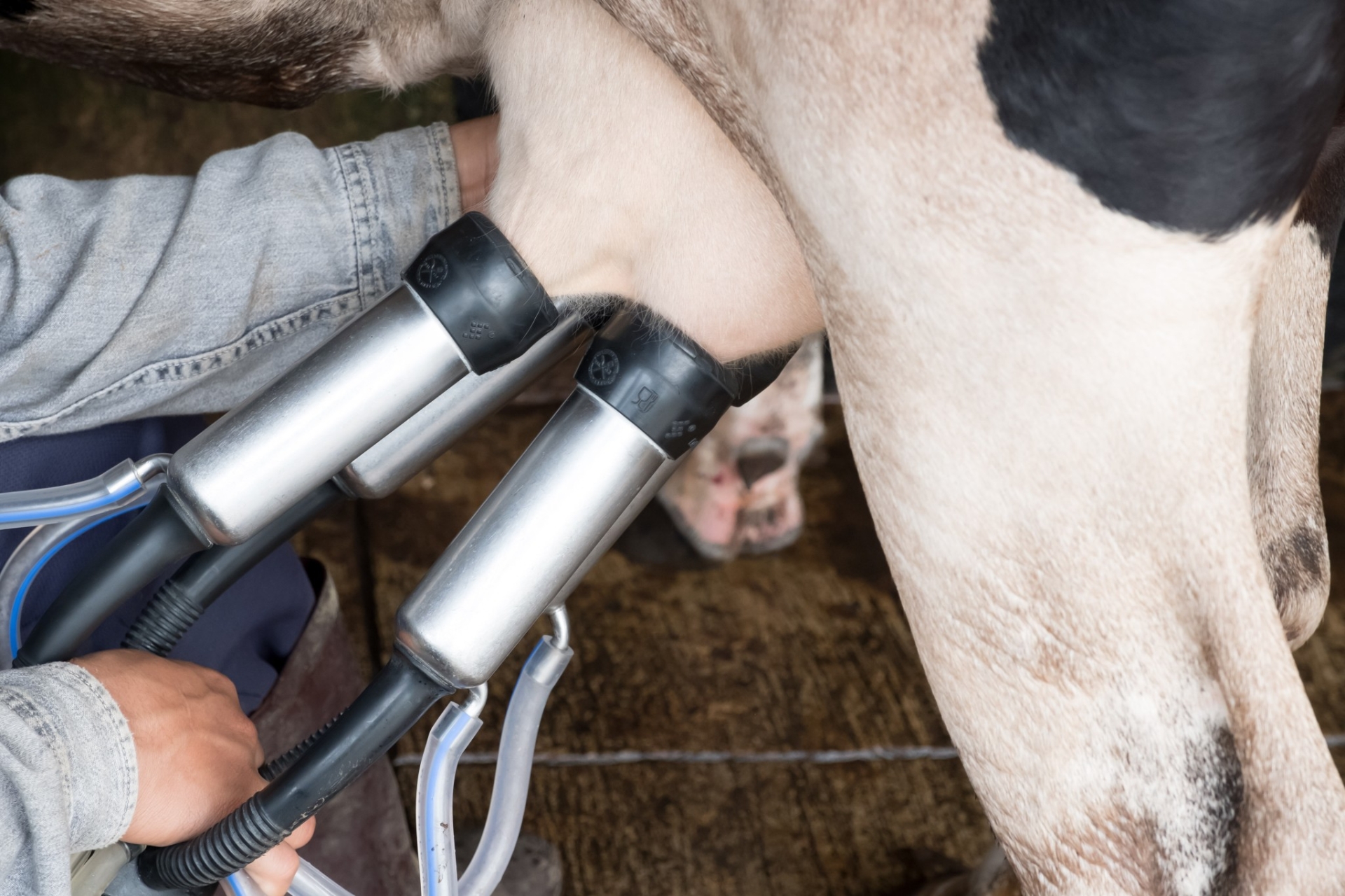 La production de lait biologique structurellement affaiblie