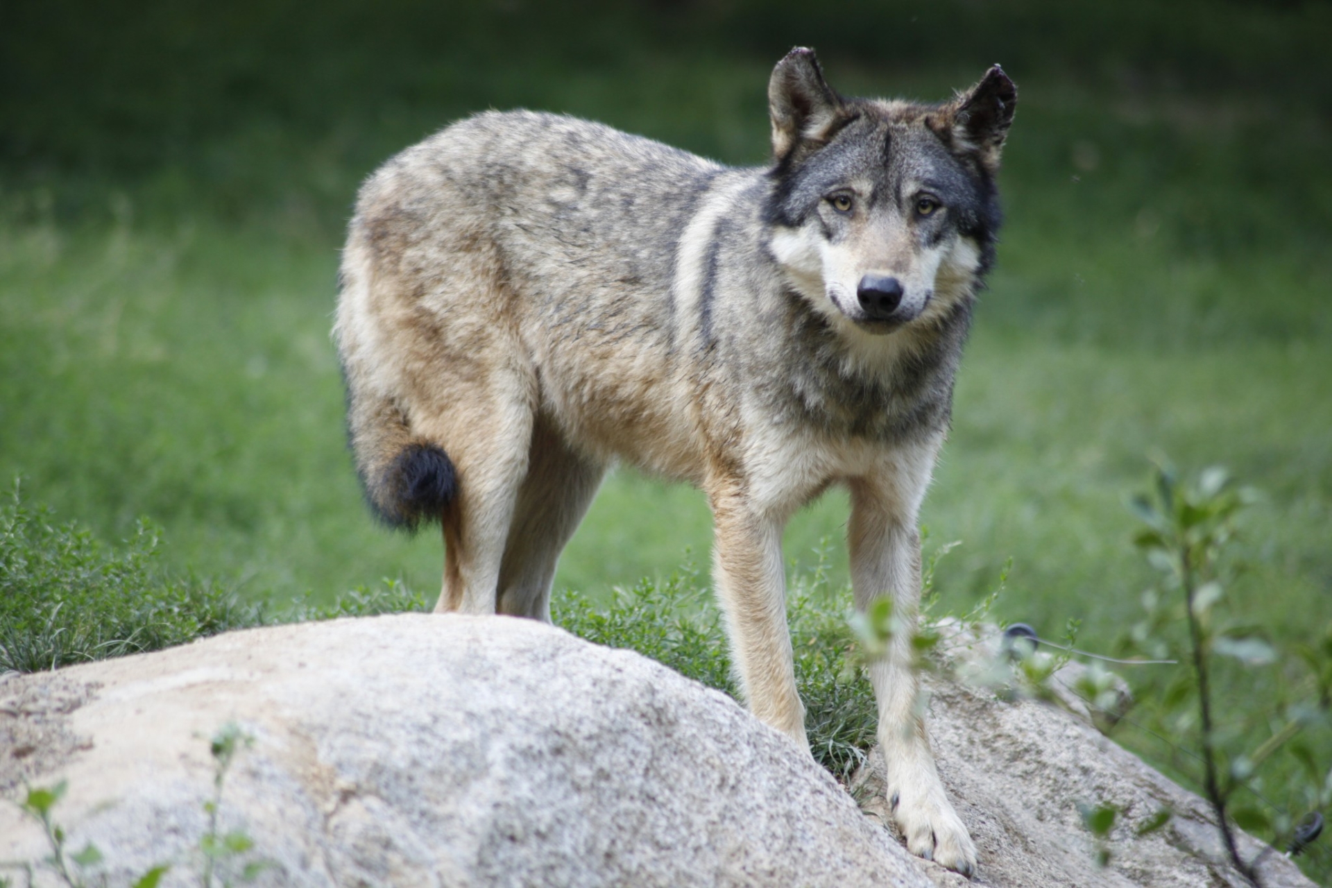 Loup : une première étape vers le déclassement