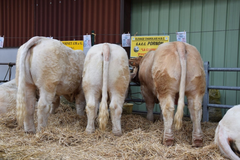 Société d’agriculture de Charolles : une expo-vente de taureaux le 2 août à Charolles